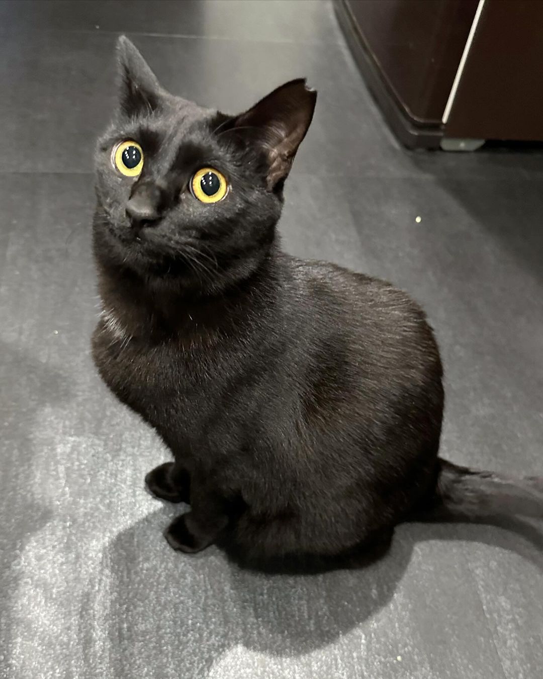 Black Bombay  kittens for sale