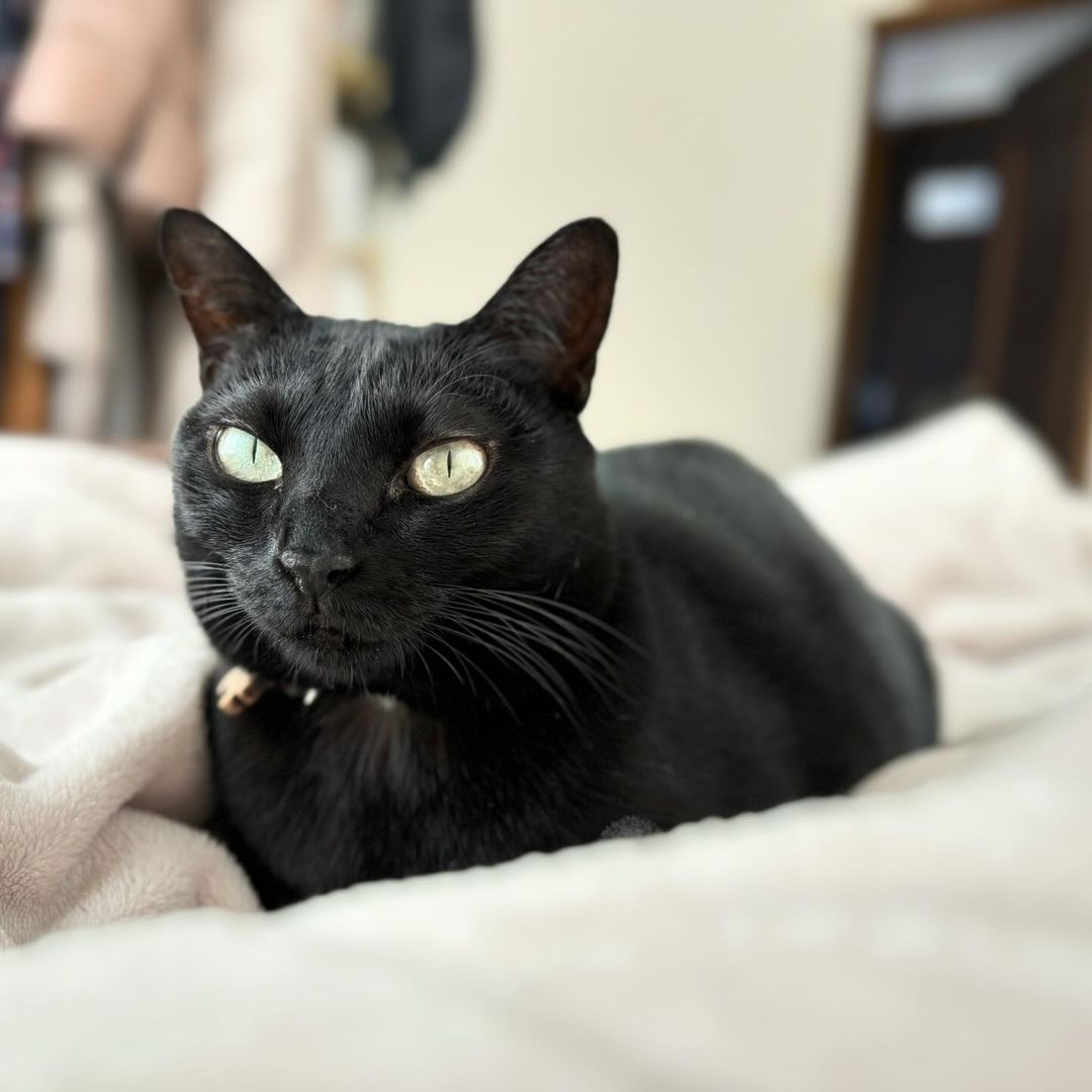 Black Bombay  kittens for sale