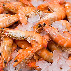 Close-up of orange shrimp with shells on a bed of crushed ice.