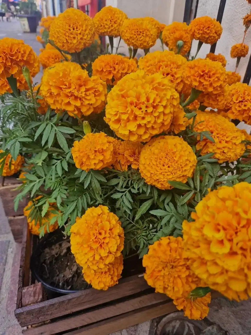 Mexico colours and patterns