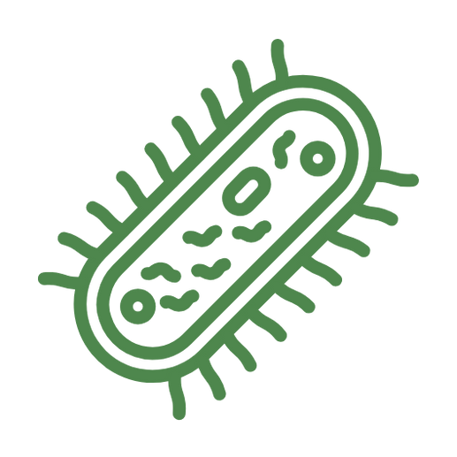 Algues vertes, alternative biofeed avec effet prébiotique naturel.