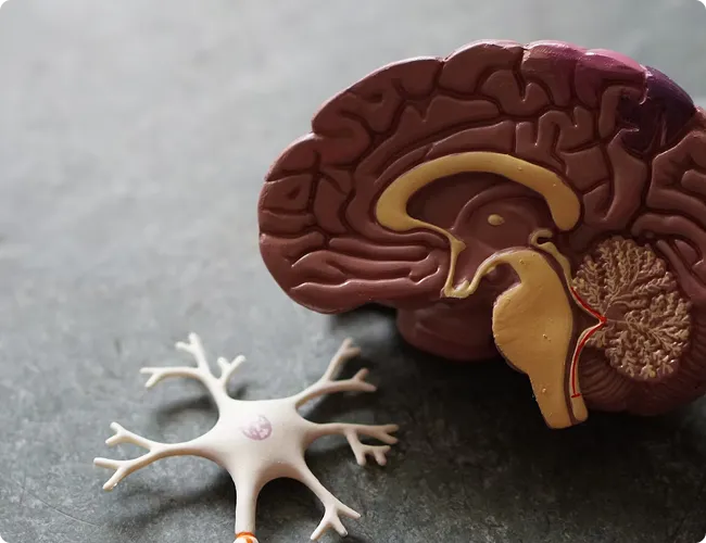 SmartCare Rx Pharmacy anatomical model of the human brain and neuron, illustrating neurological education and psychiatry.