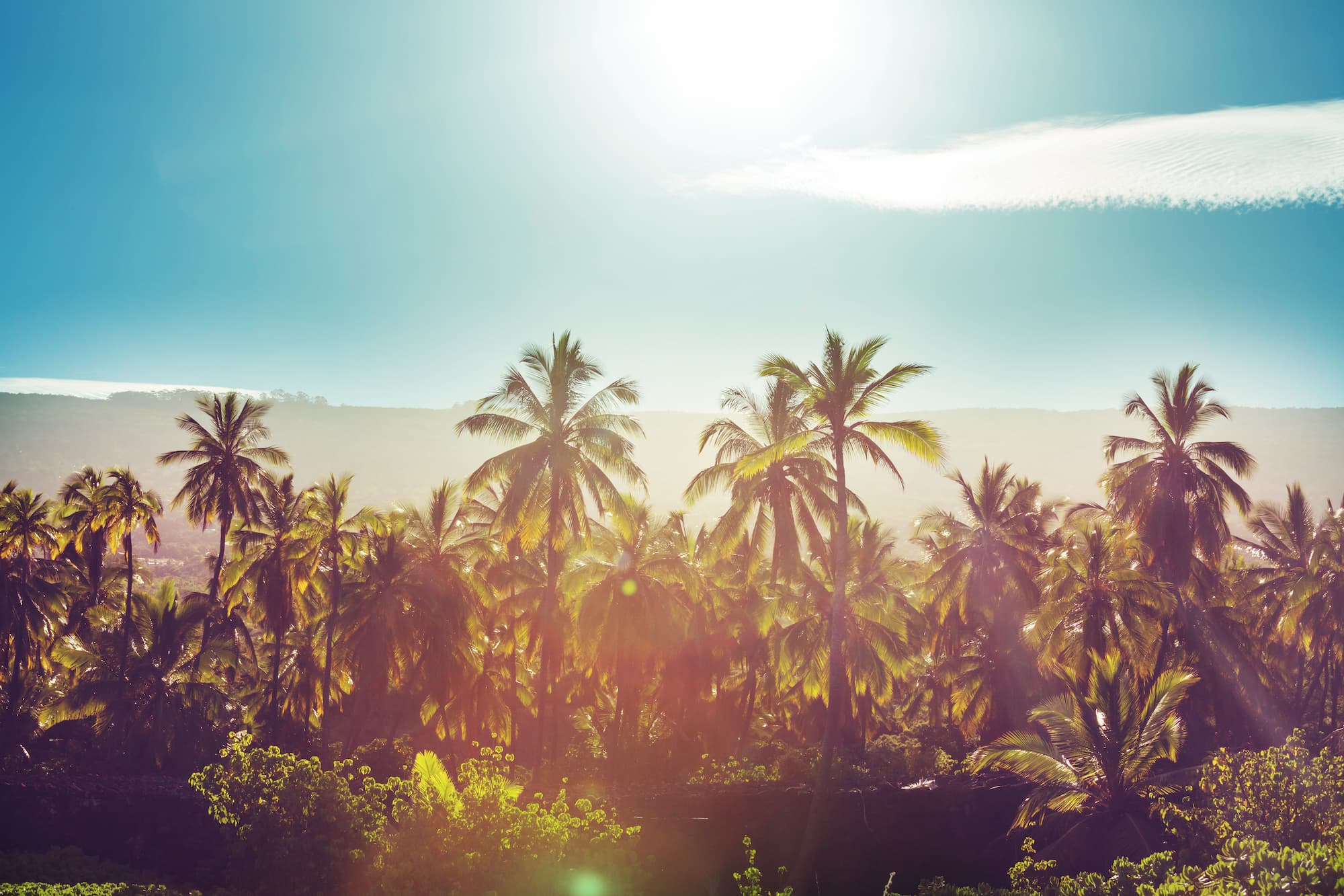 palm tree lined sunny beach