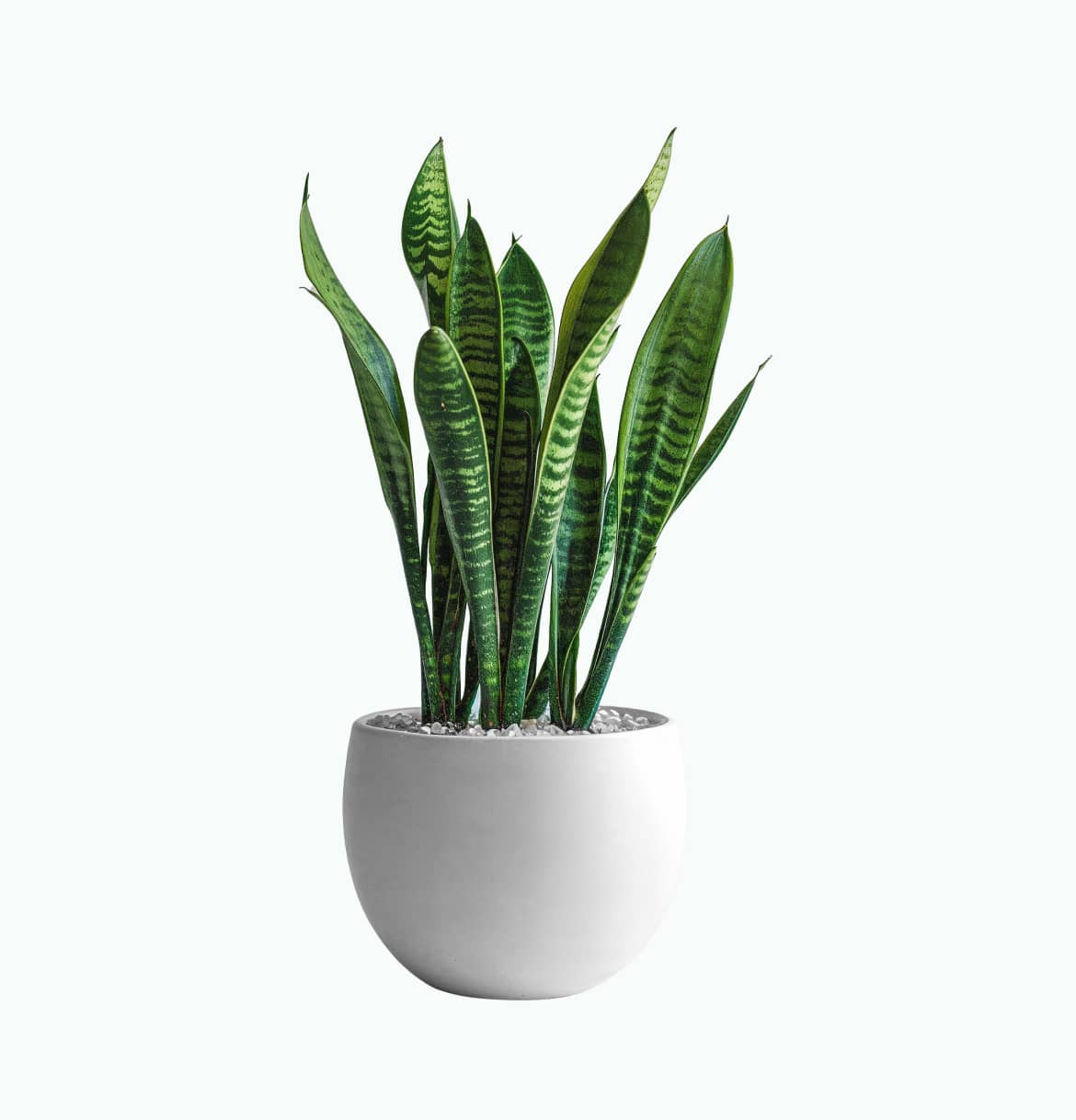Snake Plant