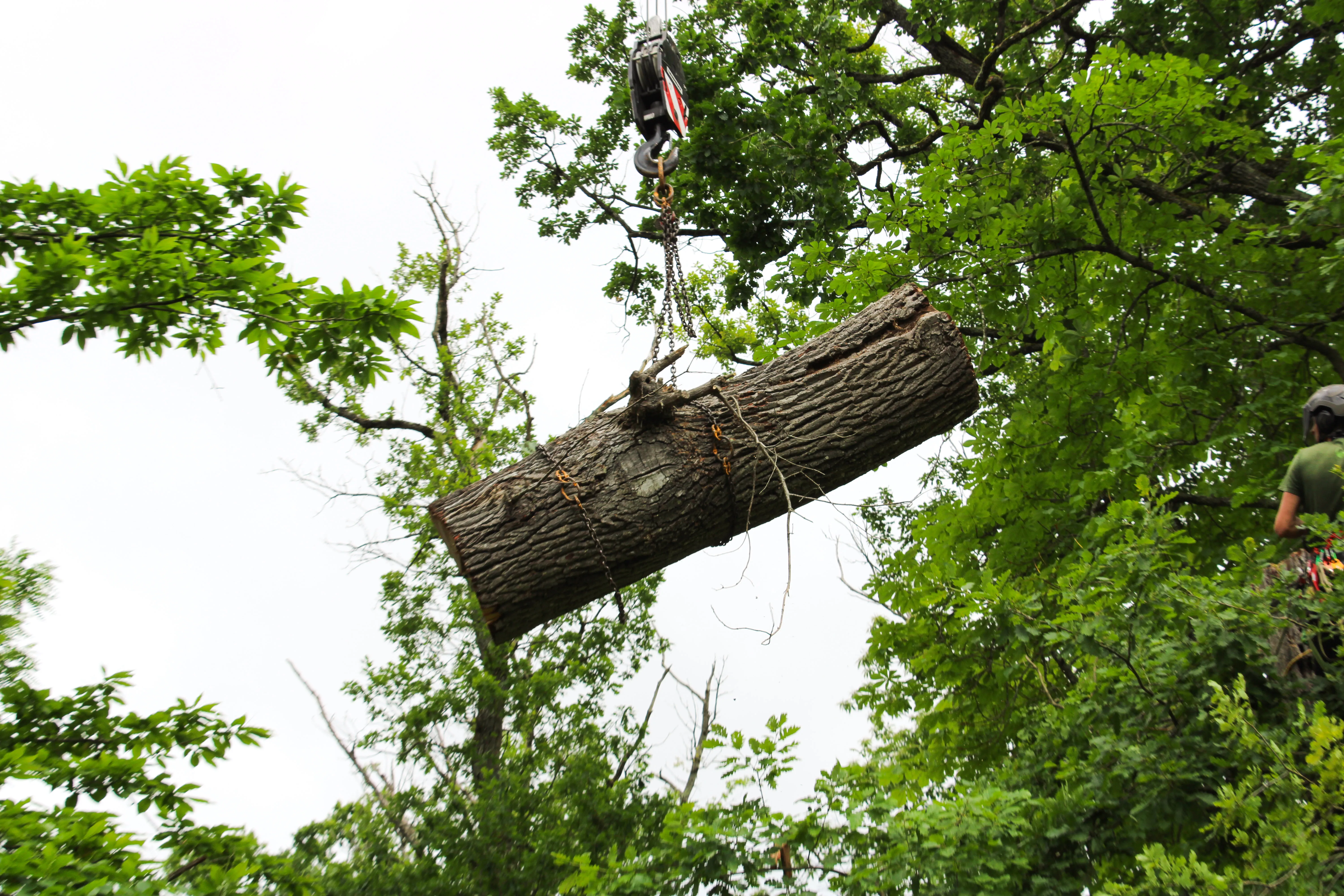 Élagage et abattage