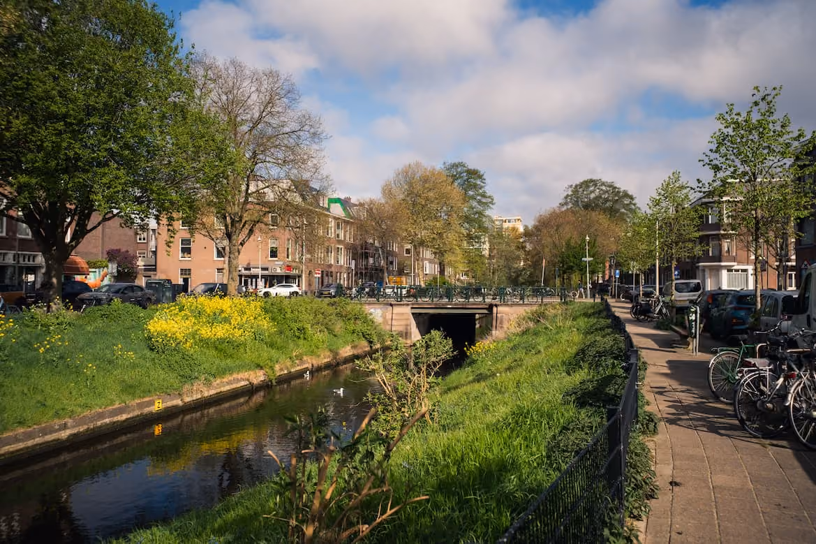 Bomenbuurt in het voorjaar met volle bladerdaken boven de rijwoningen