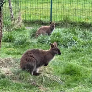 promenade avec bébé dans le parc Moulineau à Gradignan