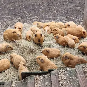 famille en visite au Zoo de Pessac