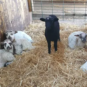 famille à la Ferme pédagogique de Bordeaux-Lac