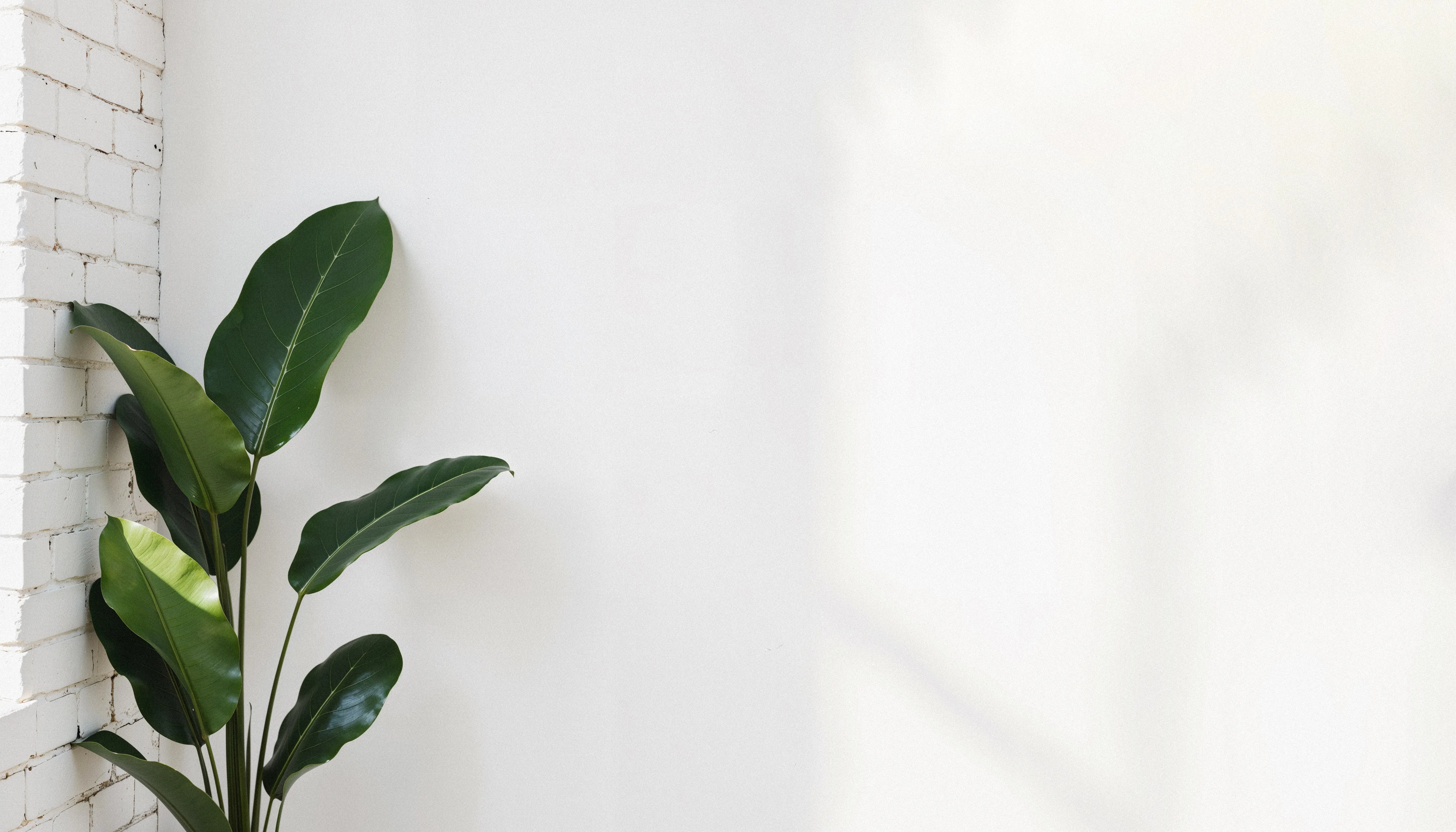 Green plant against a white wall
