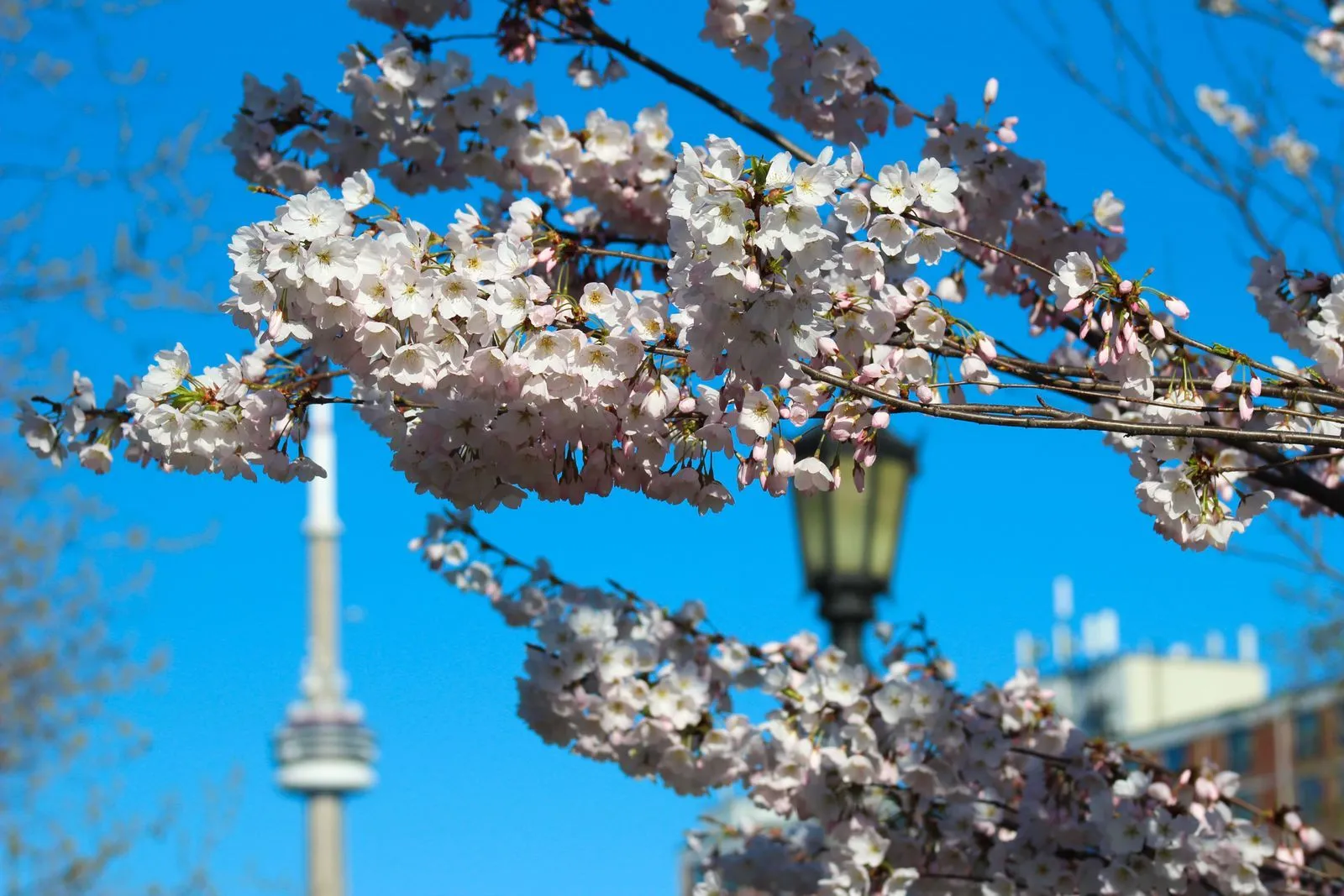 A photo of a cherry blossom tree in the foreground and the CN Tower in Toronto in the background.