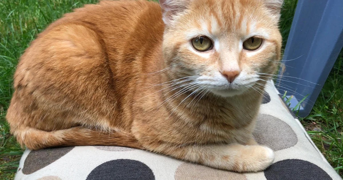 Leo the cat on a cushion, making direct eye contact