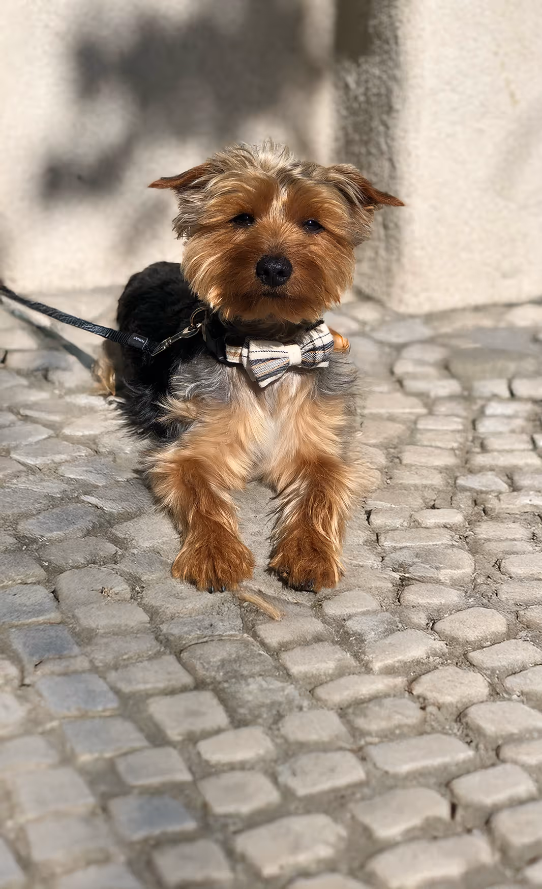 A small Yorkshire Terrier dog is sitting on a cobblestone pavement, looking directly at the camera. The dog has typical brown and black/grey fur, with its ears perked up. It is wearing a white and black plaid bow tie around its neck and a dark harness with a leash visible. The lighting is bright, casting shadows and highlighting the texture of the cobblestones. A light-colored wall is blurred in the background.
