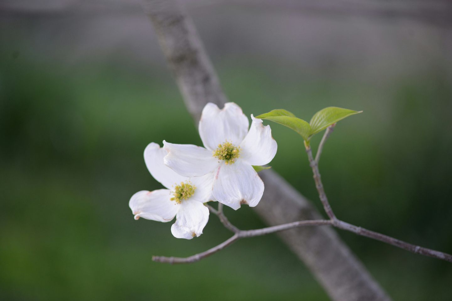 Weiße Blüte an einem Ast