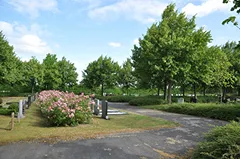 Foto van een begraafplaats van Begrafeniverzorging Dorst