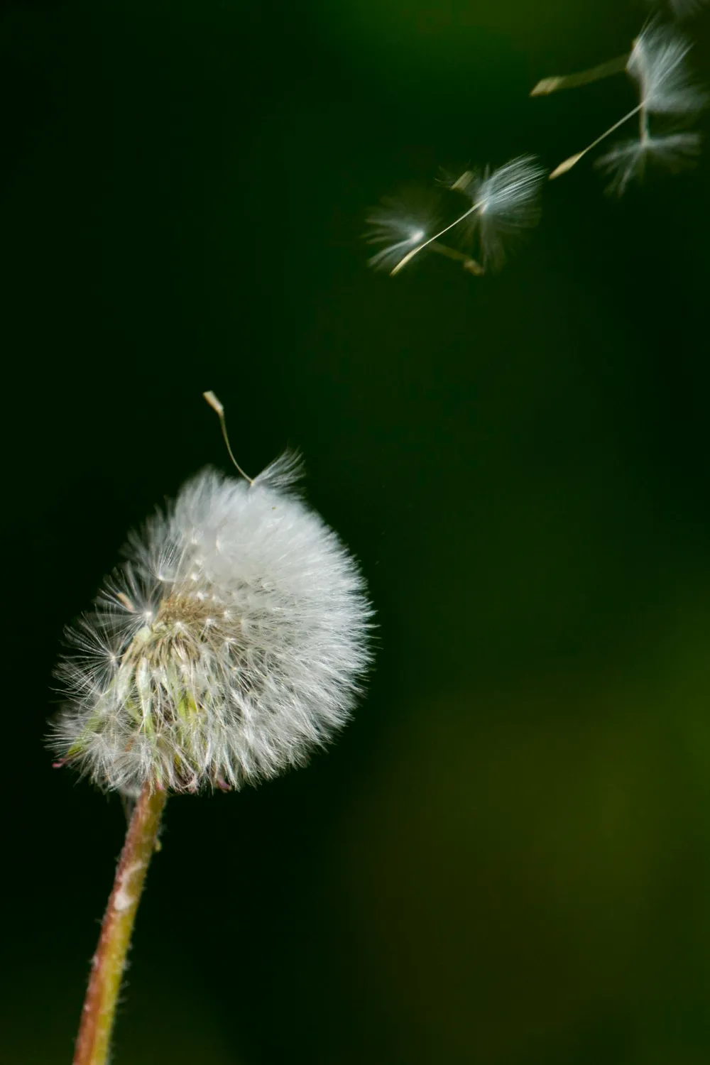 Thumbnail online condoleanceregister