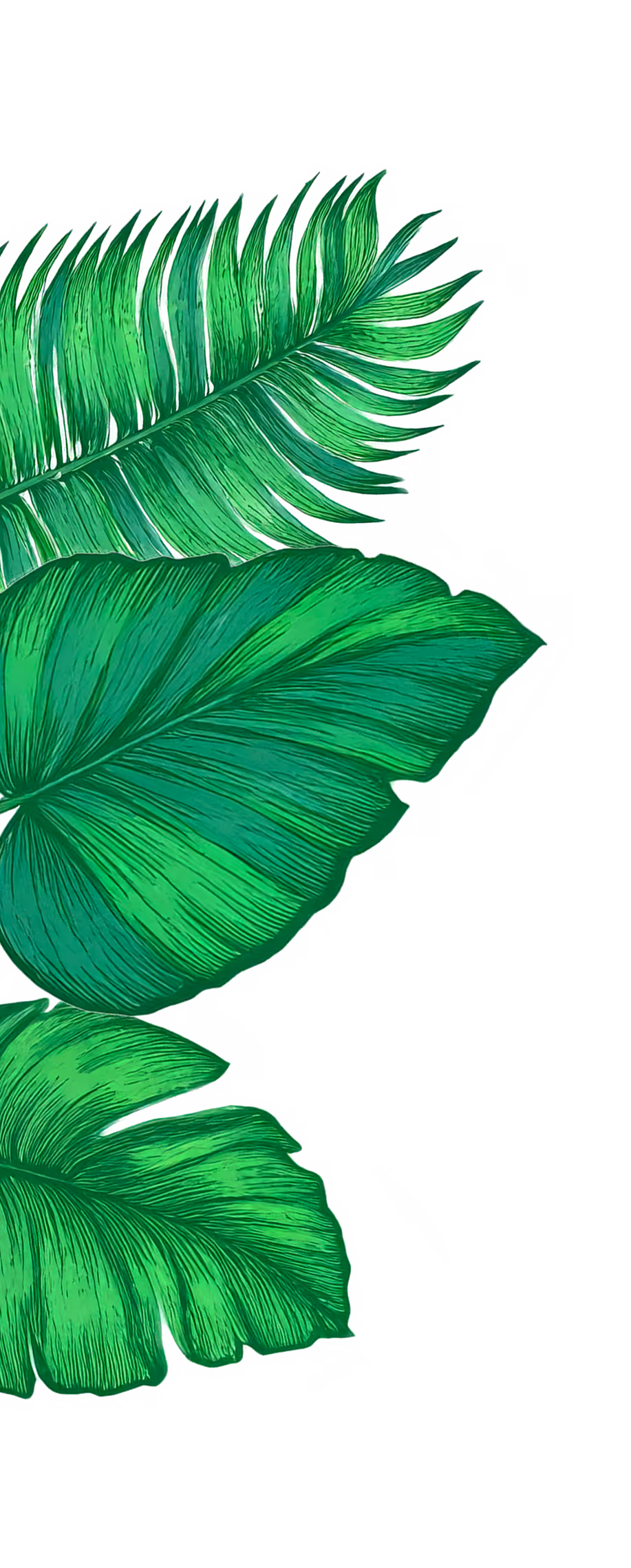 planten cocoya
