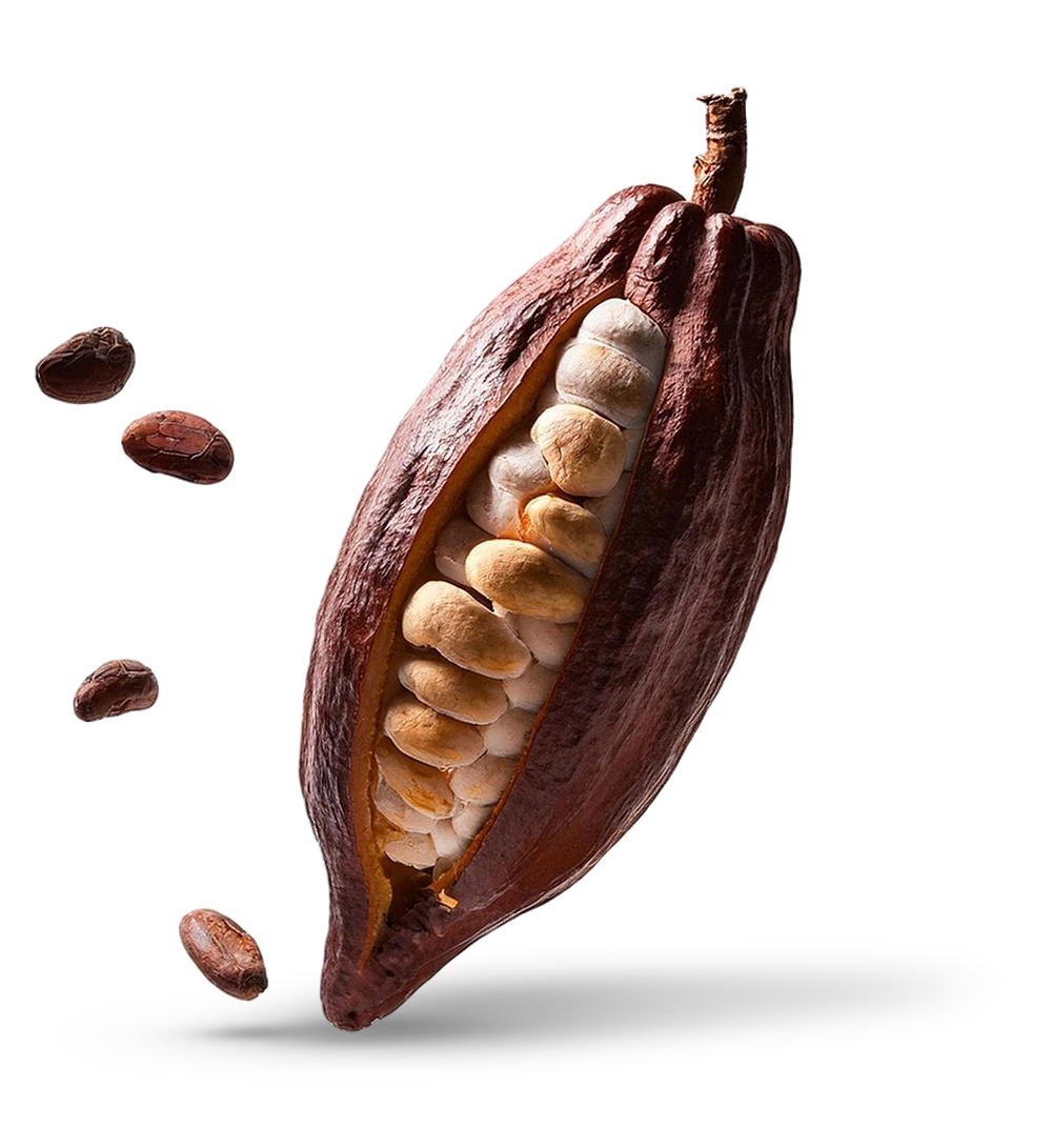 cacau cocoya