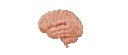 Spinning Brain