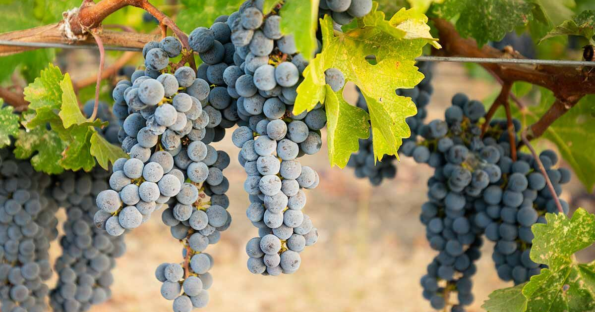 Napa Valley Varietal Guide
