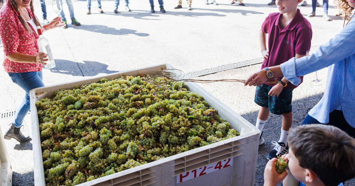 Napa Valley's Oldest Wine Traditions