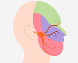 A diagram of the trigeminal nerve.