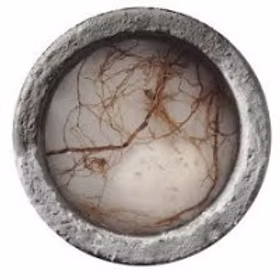 Cross-sectional view of a sewer pipe obstructed by invasive tree roots spreading through the interior, causing potential blockage.