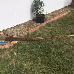 Root Pulled out.