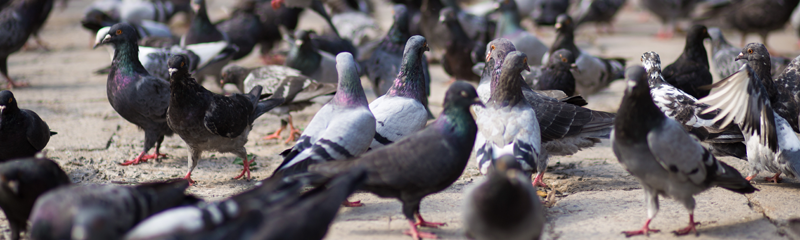 Pigeon Control