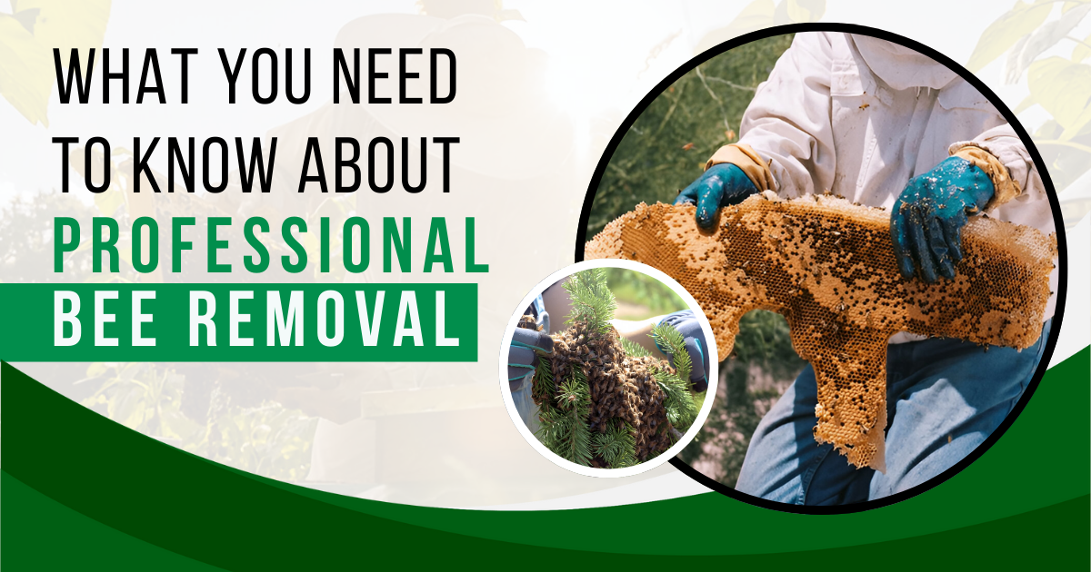 What You Need to Know About Professional Bee Removal