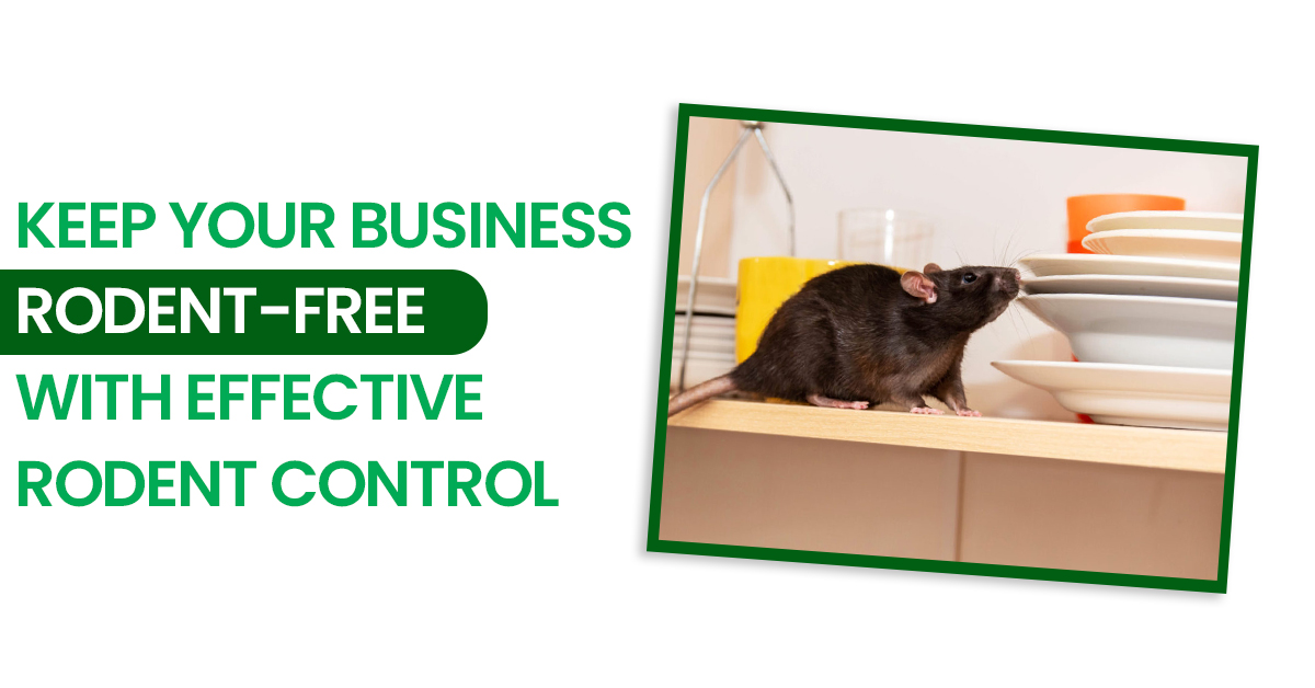 Keep Your Business Rodent-Free with Effective Rodent Control