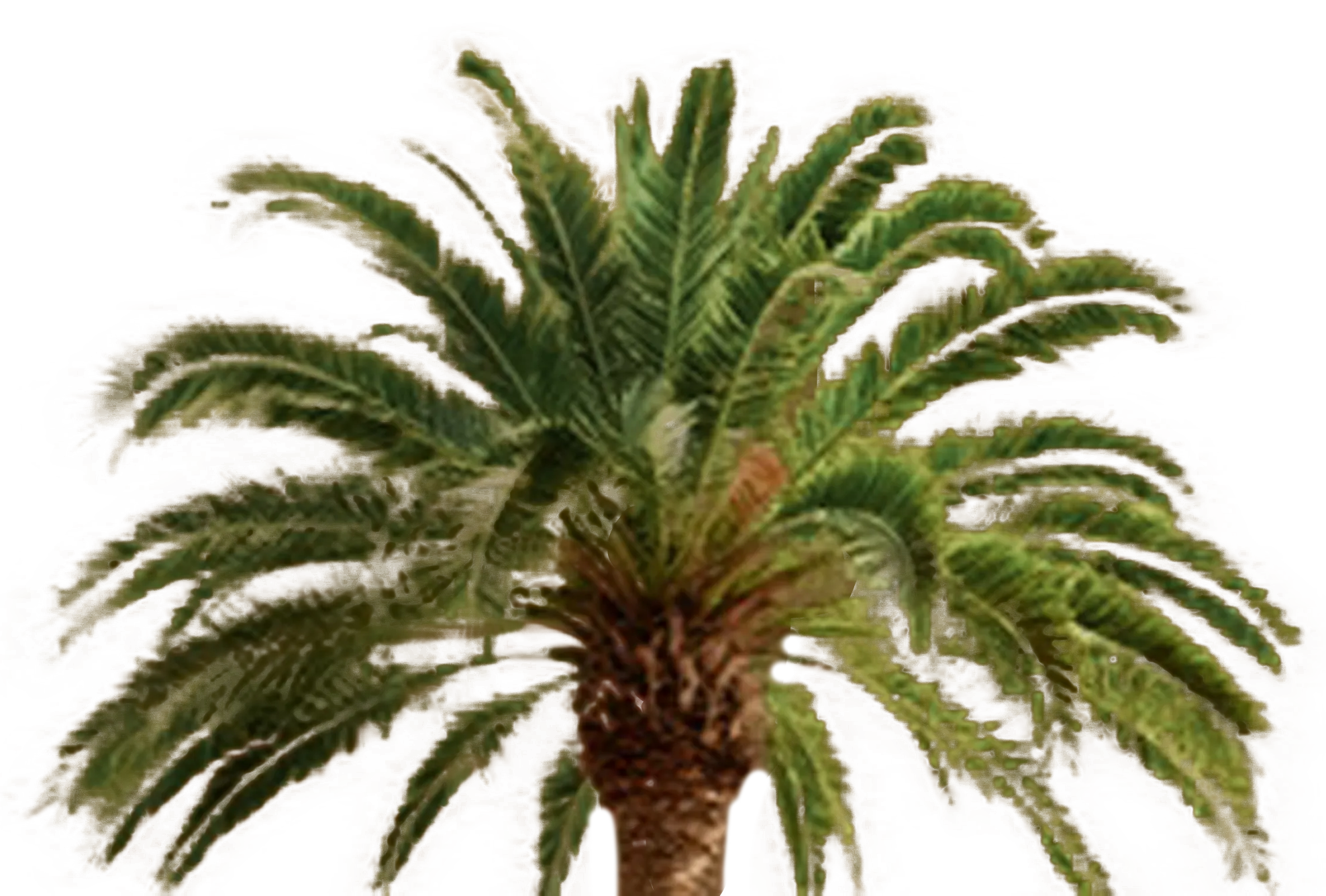 the gate palm