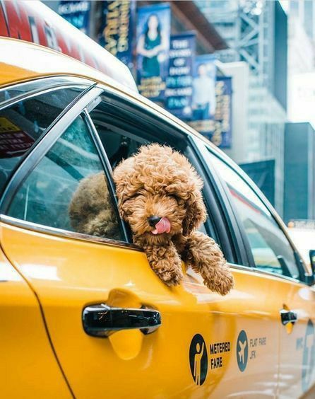 vip pet taxi services