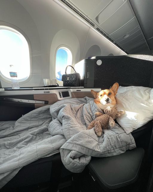 private jet flight with dog