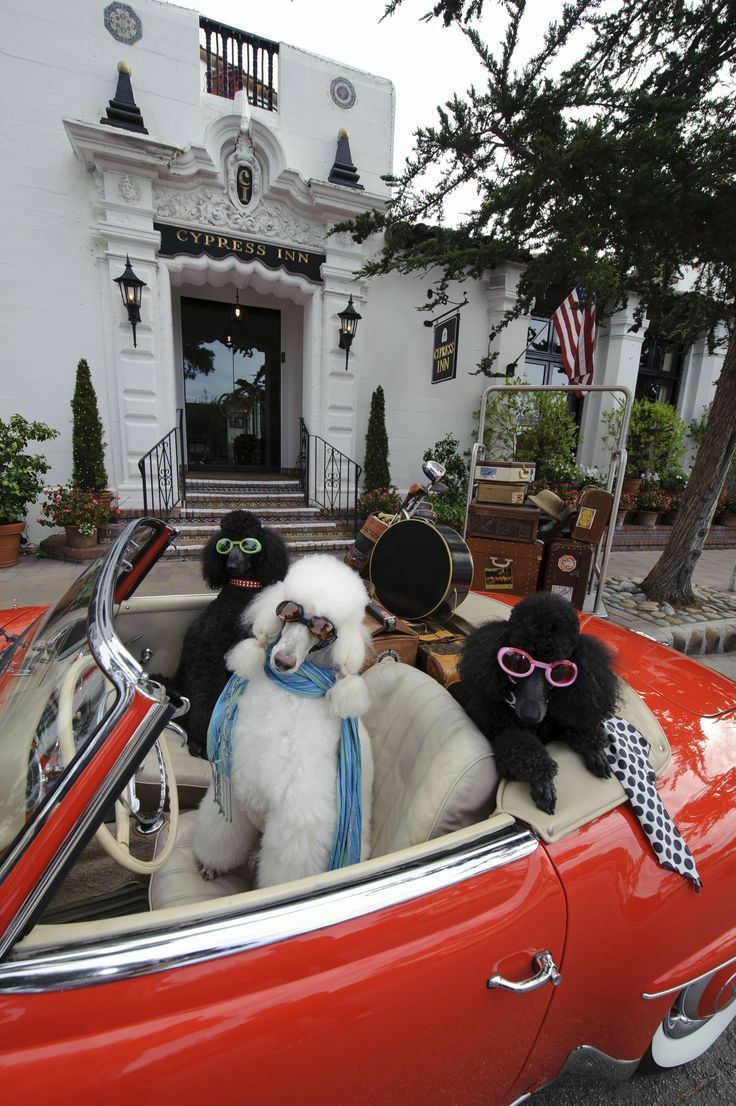 vip dog taxi services