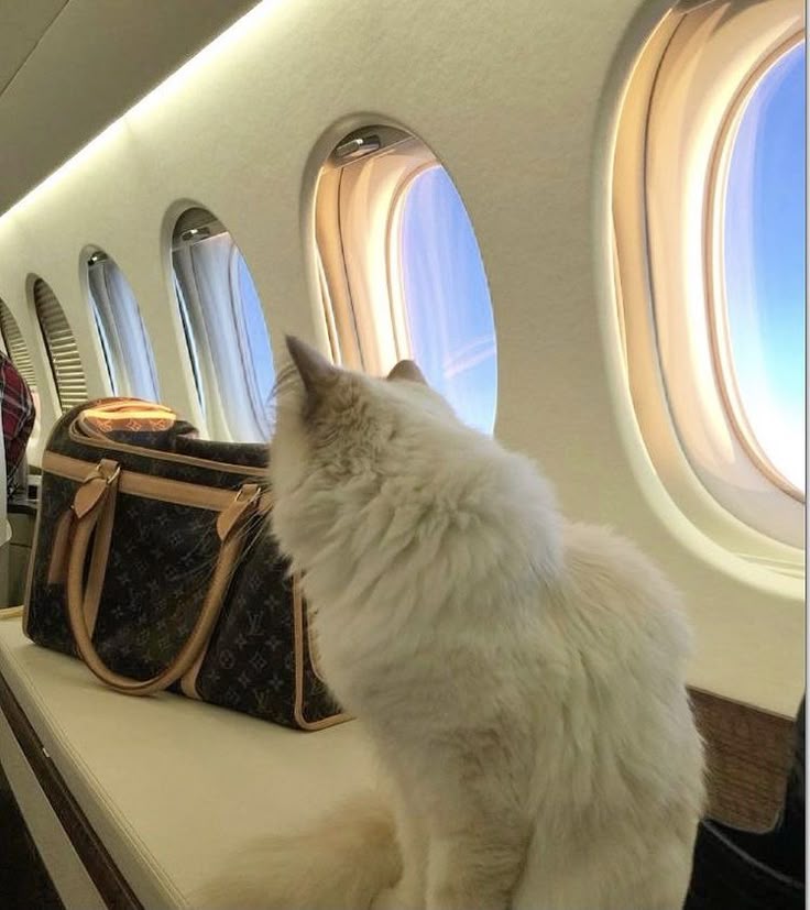cat in private jet