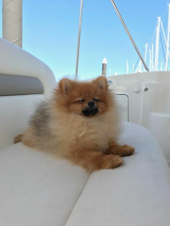 pomeranian spitz on boat