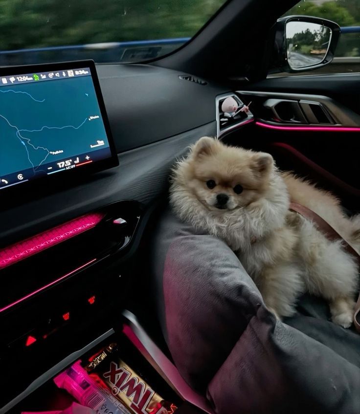 pomeranian spitz in luxury mercedes car