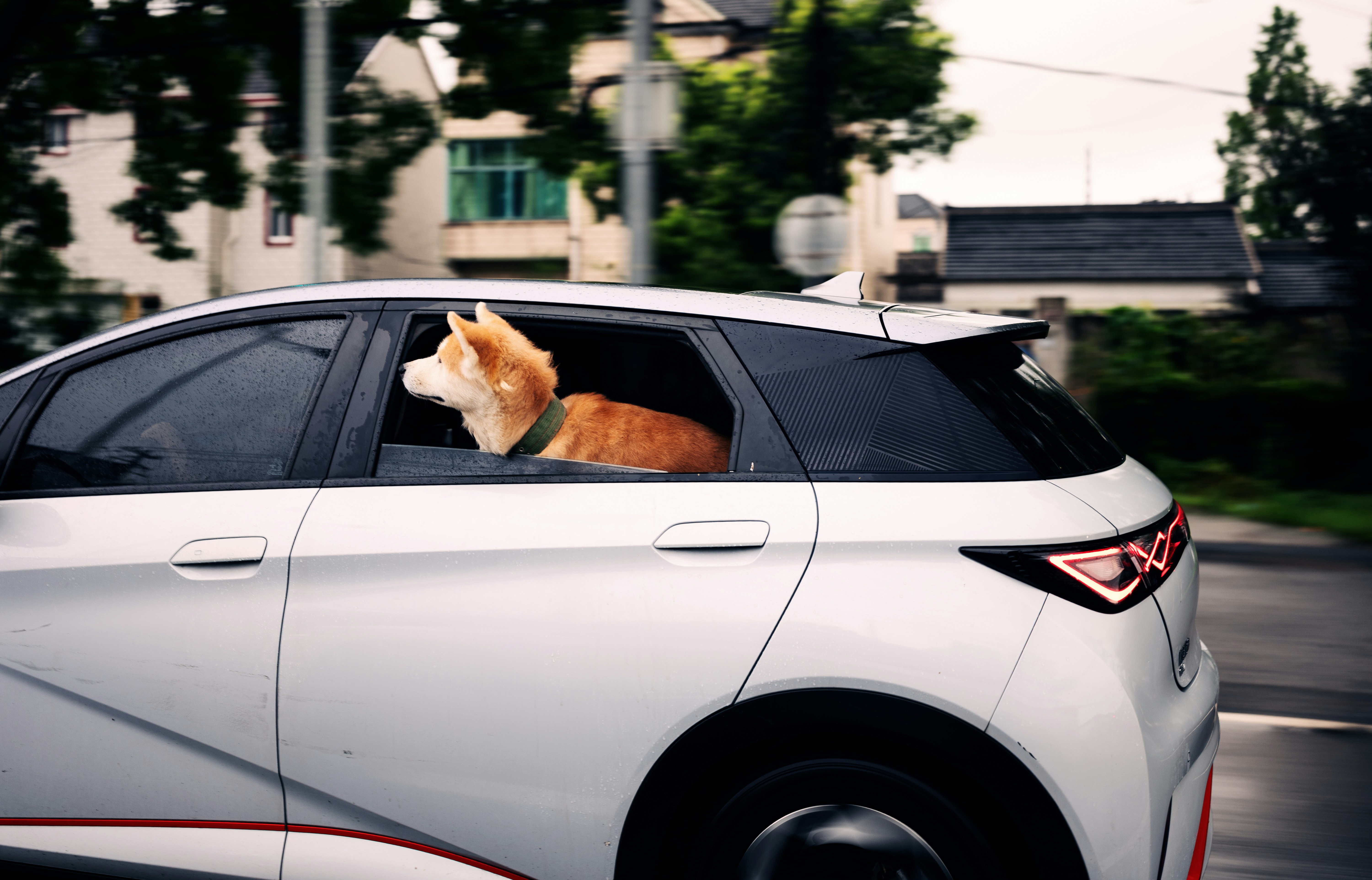 dog car transport taxi service