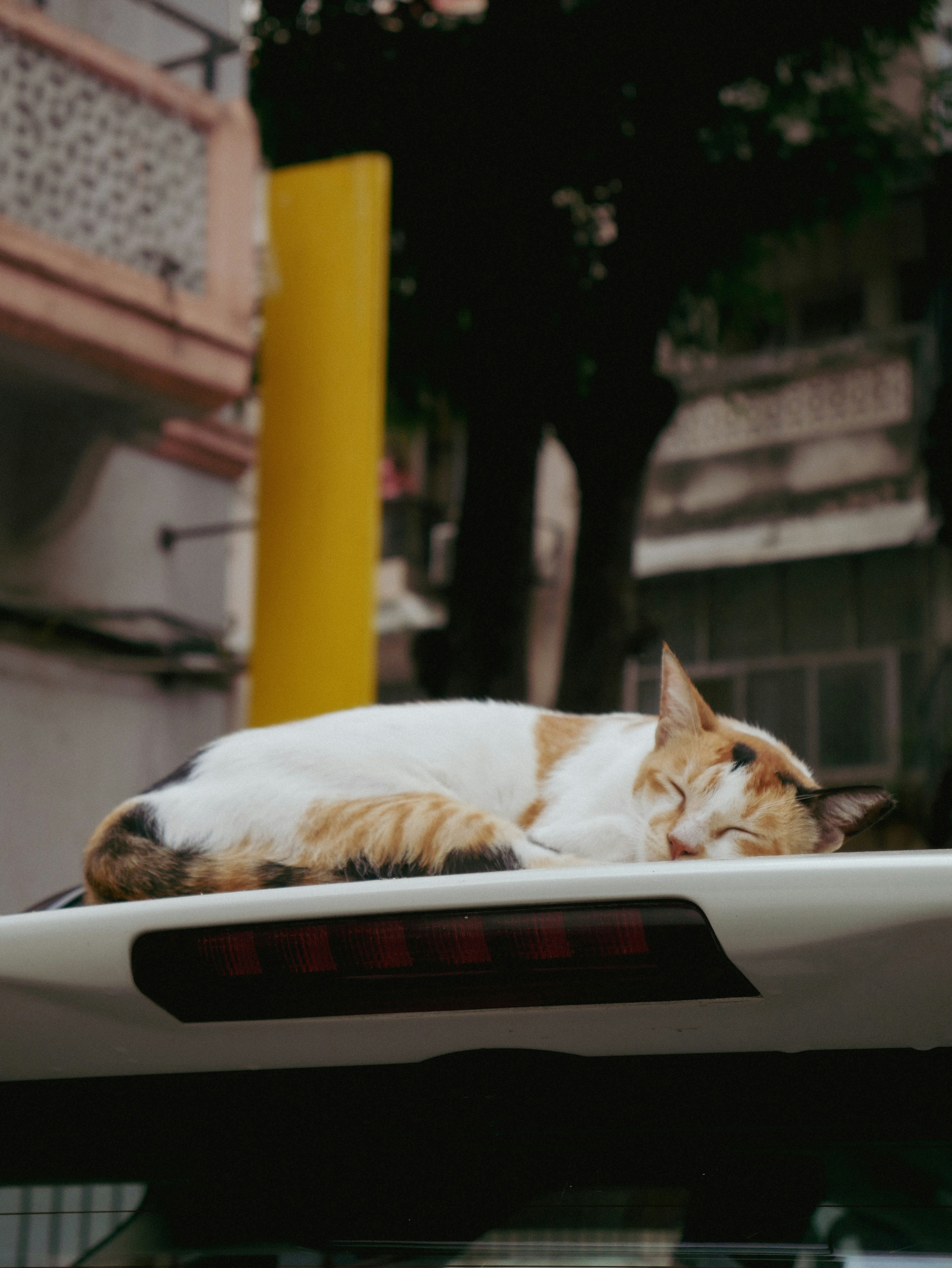 Door-to-Door Pet Relocation in Autumn: Paris to Nice