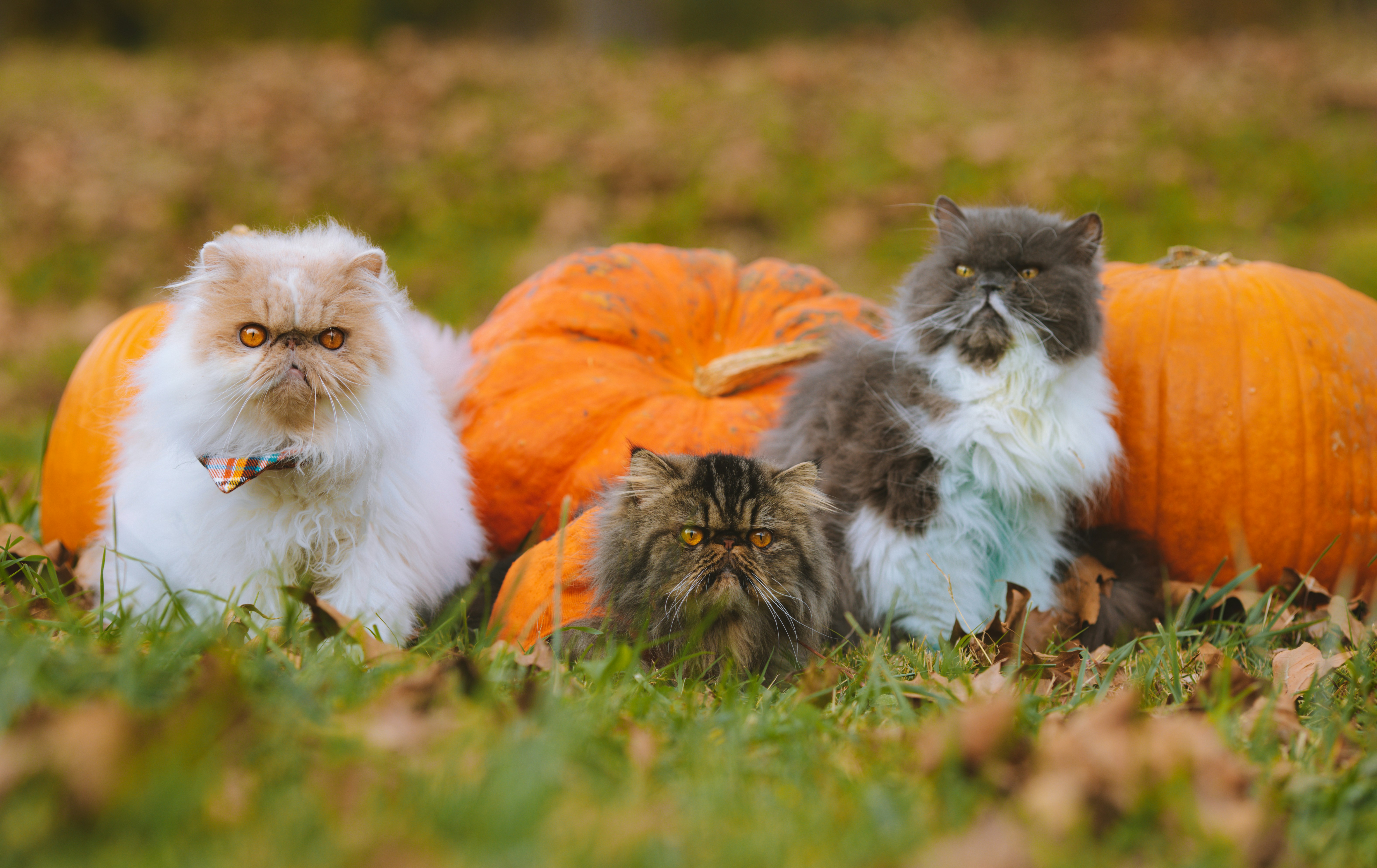 VIP Pet Taxi Services For Halloween: Bring Your Pets Everywhere With You