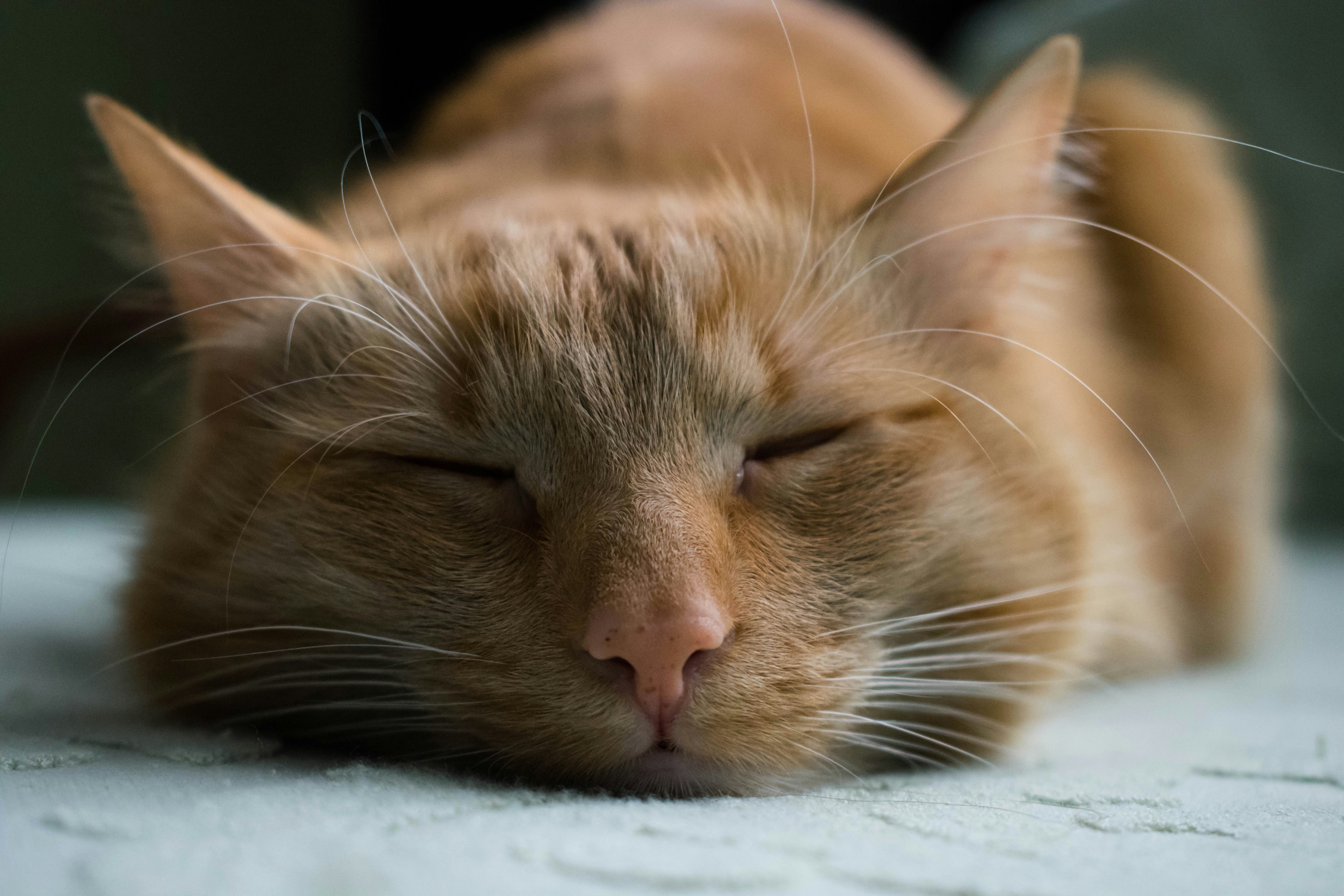 Luxury Autumn Pet Travel from Paris to Milan Explained