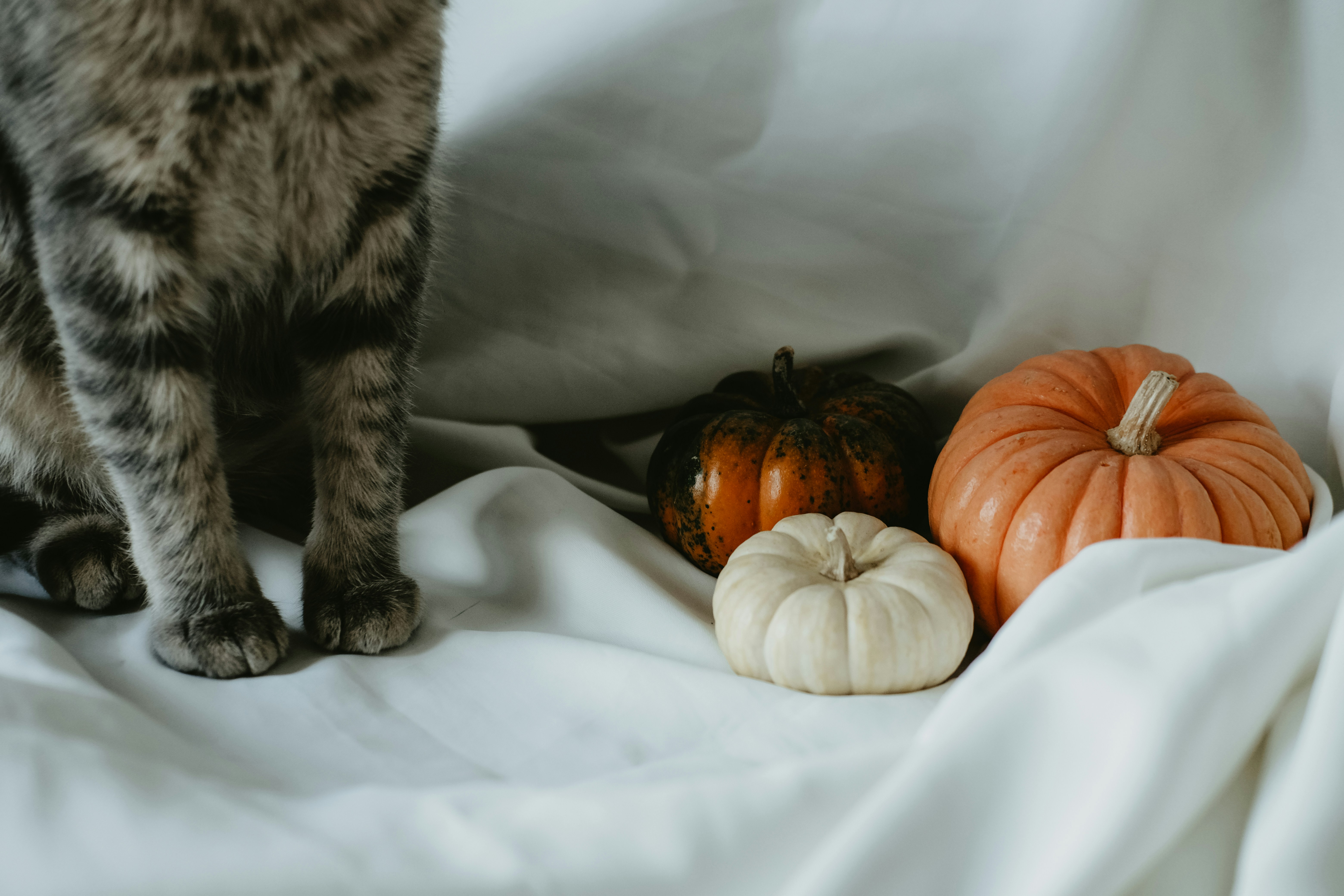 Relocating Pets This Fall: Toronto to Halifax Route