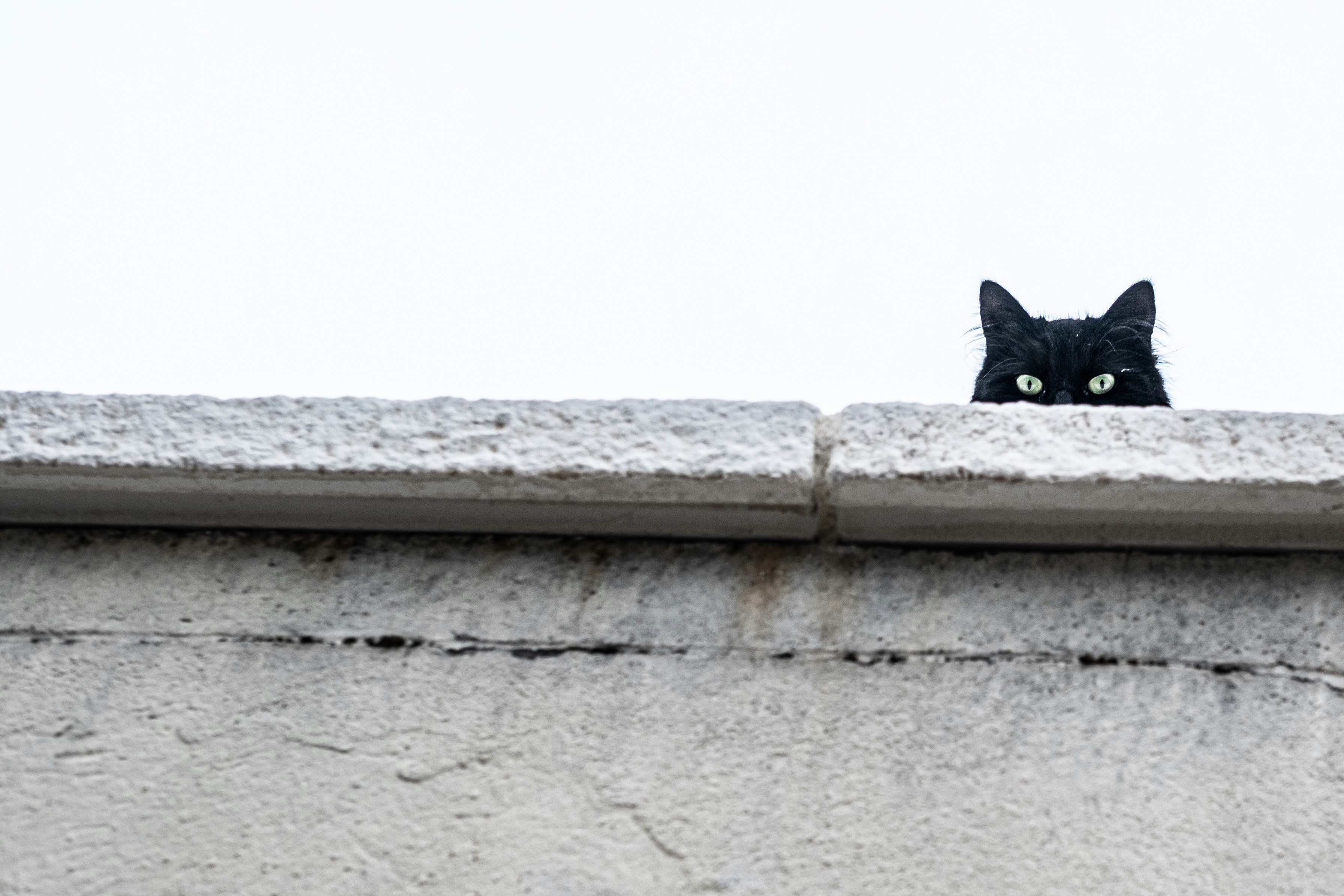 Autumn Relocation for Pets from Berlin to Budapest in 2025