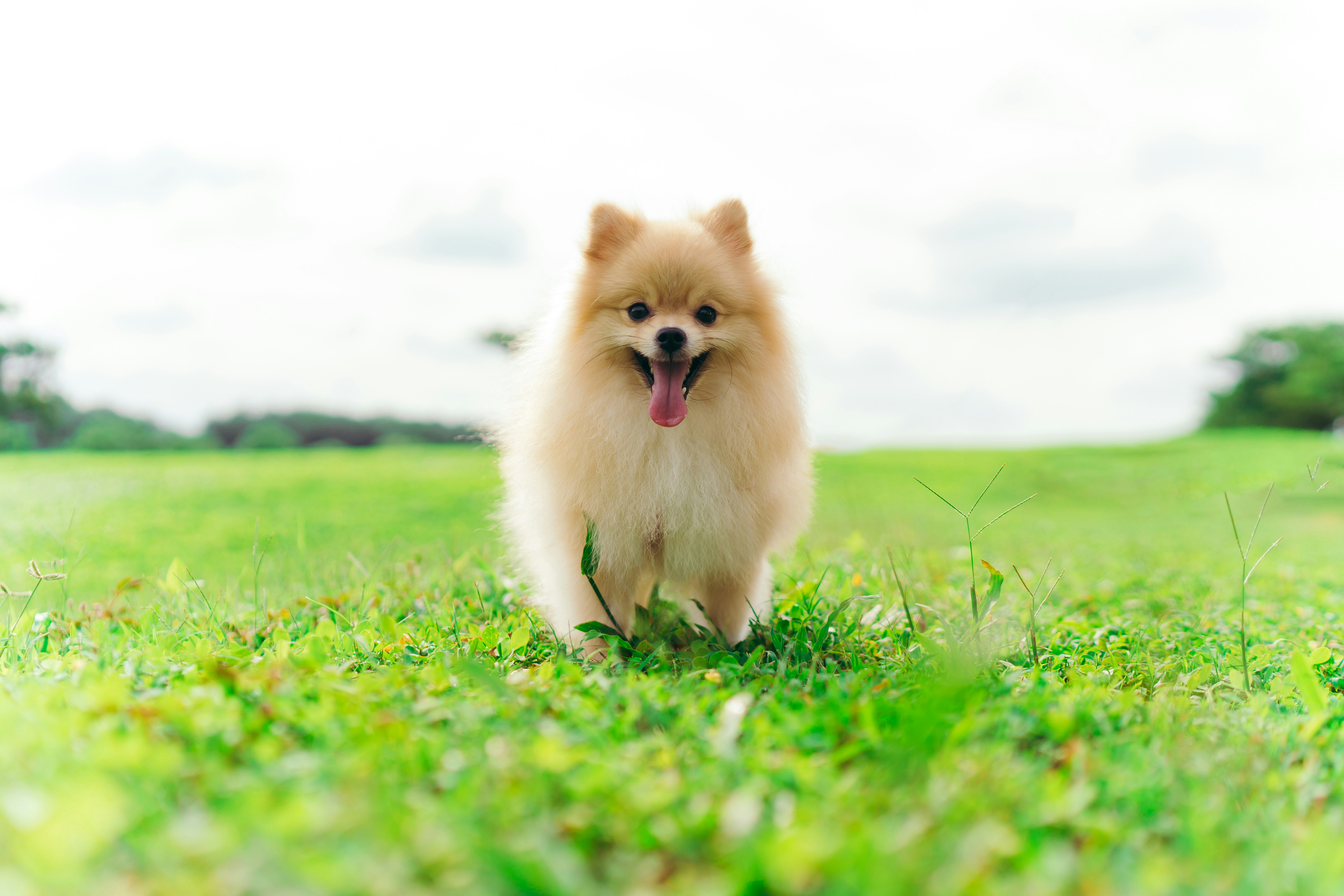 How to Relocate Your Dog in Autumn 2025 from Athens to Zurich
