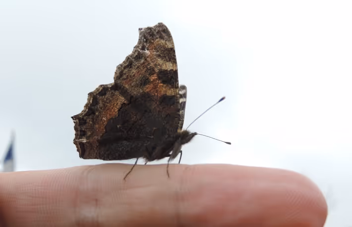 Papillon envol