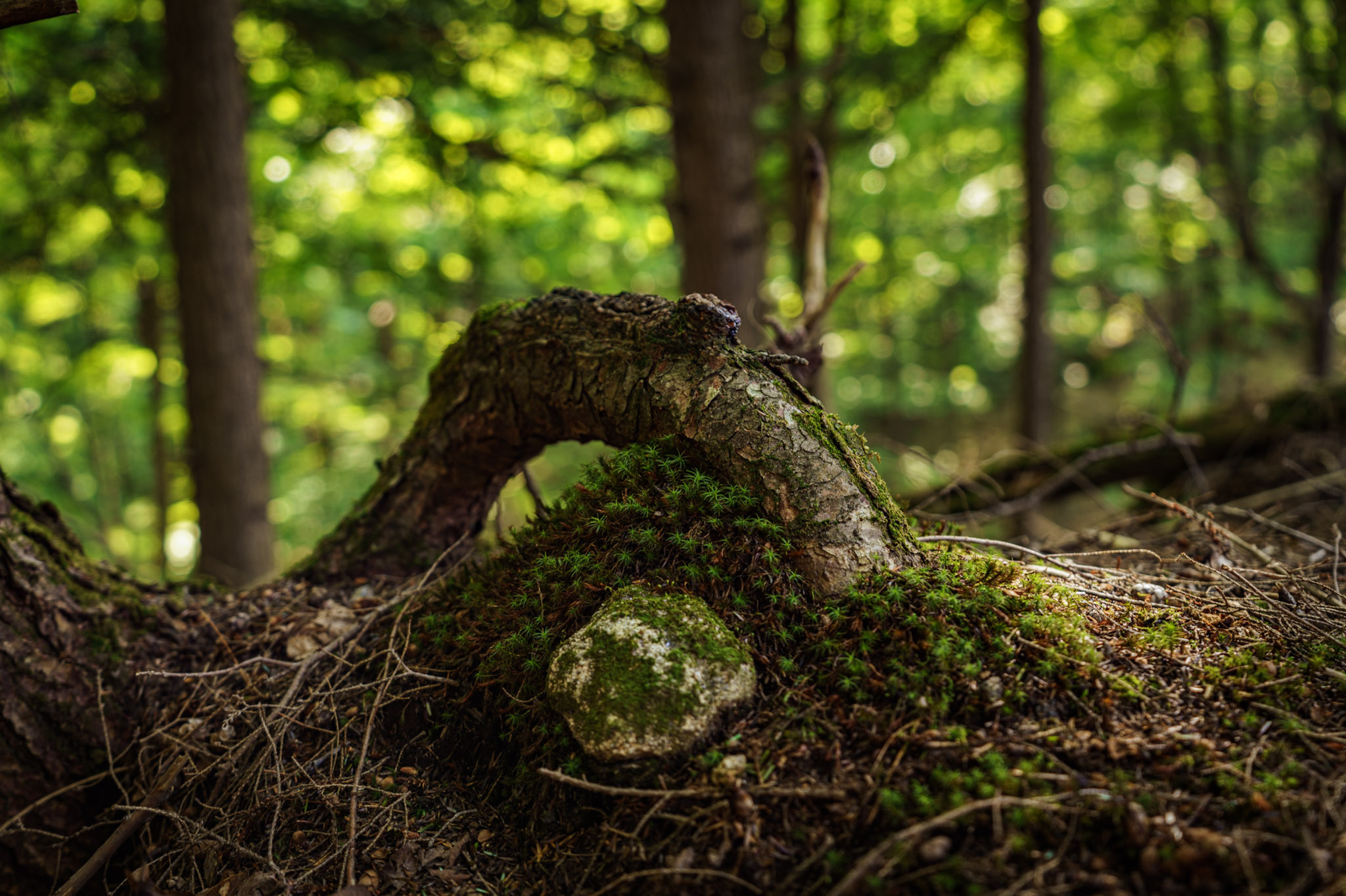 Curved tree root covered with moss in a forest with green blurred background.