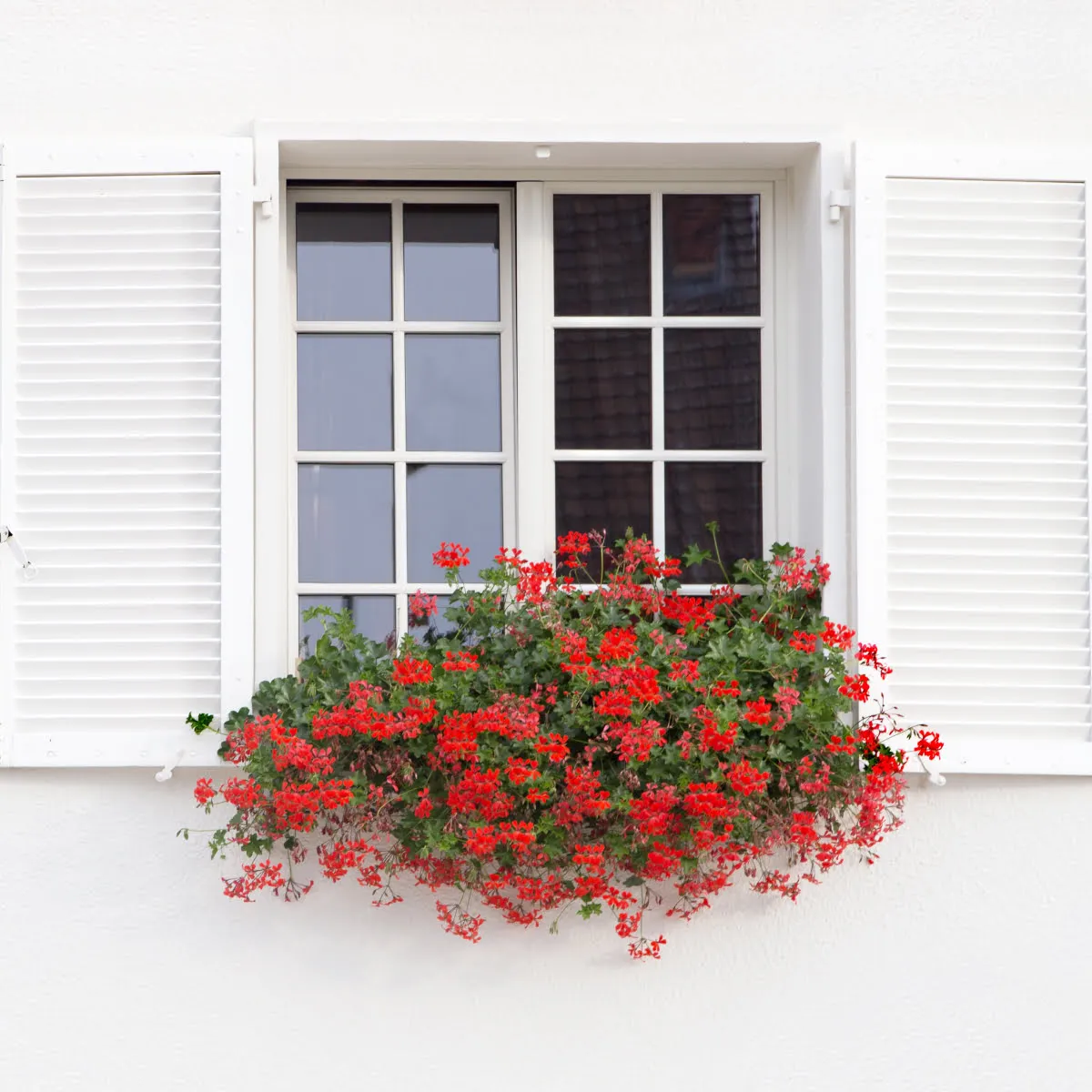 Window