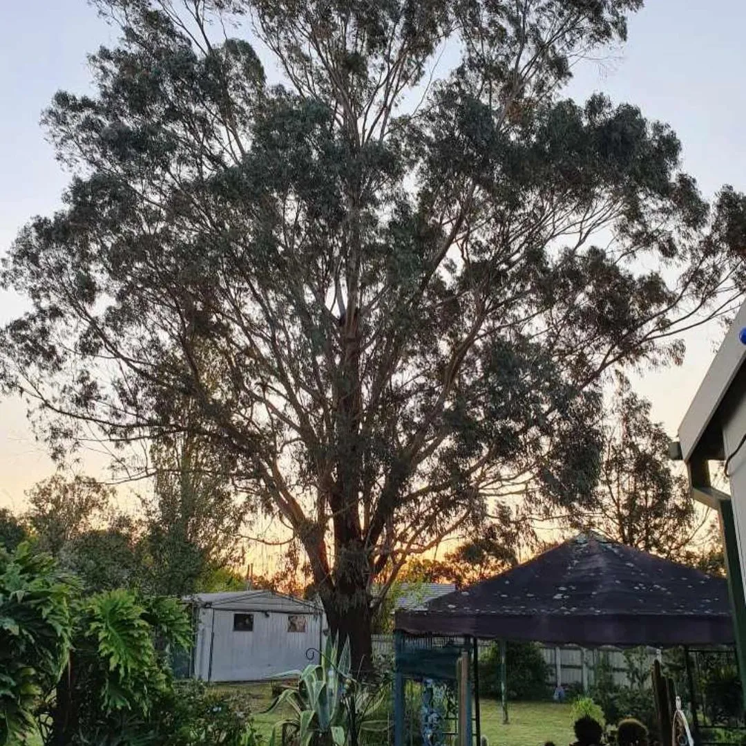 Tree being cared for in Doncaster