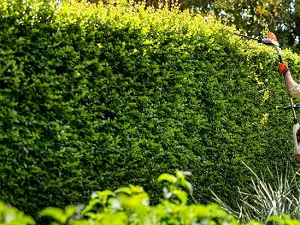 Hedge trimming in Eastern Suburbs
